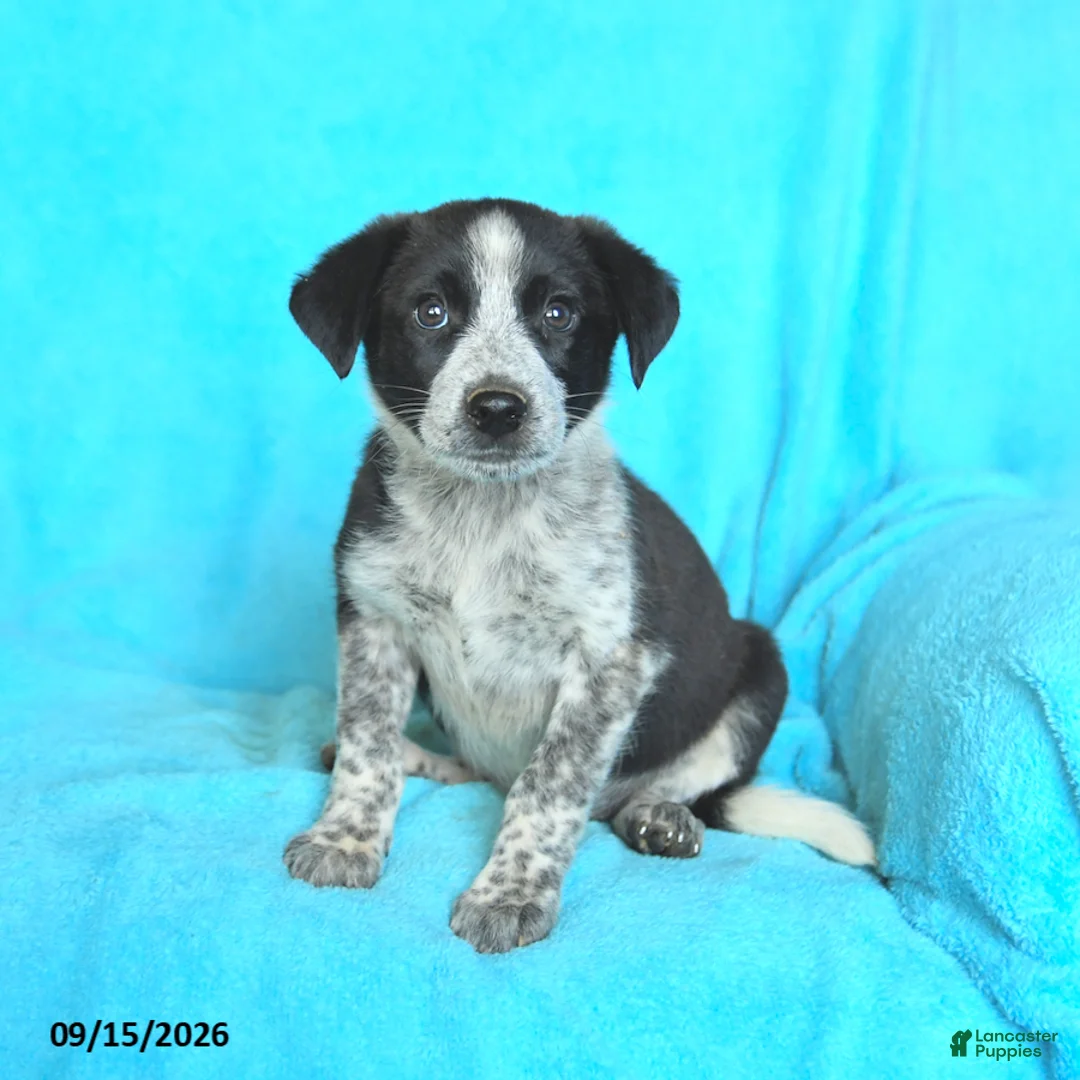 Mixed Breed dogs for sale: Sadie - Ad 1