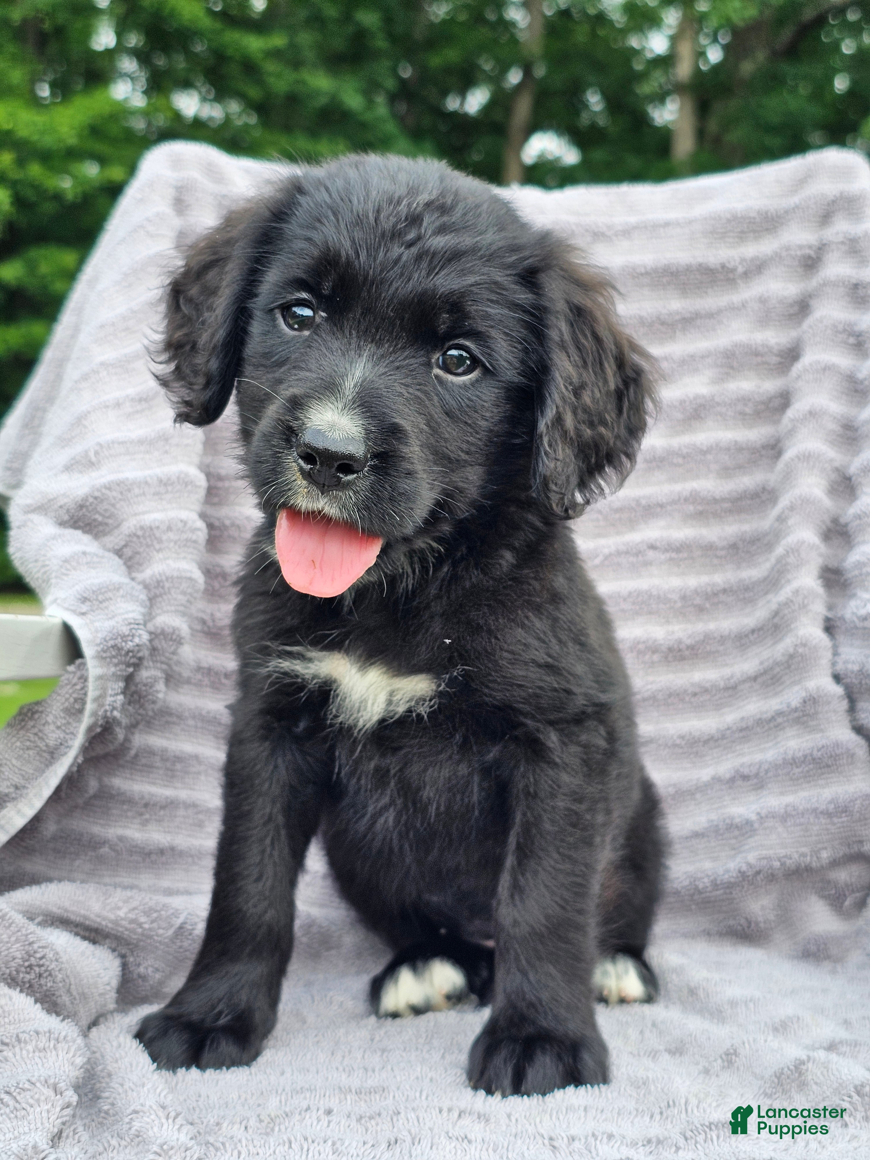 Mixed Breed dogs Princess Golden Mountain Dog  - Ad 2