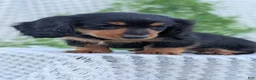 Miniature Dachshund dogs for sale: Riley - Ad 66