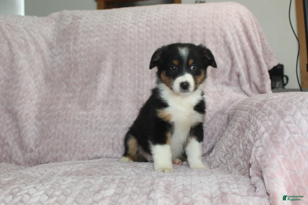 Australian Shepherd dogs for sale: Posey - Ad 2