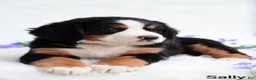 Bernese Mountain Dog dogs for sale: Sally  - Ad 4