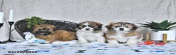 Shihpoo dogs for sale: Callie - Ad 5