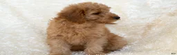 Goldendoodle dogs for sale: Muffin - Ad 9