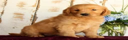 Golden Retriever dogs for sale: Sadie  - Ad 6