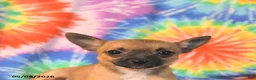 Chihuahua dogs for sale: Angel - Ad 3