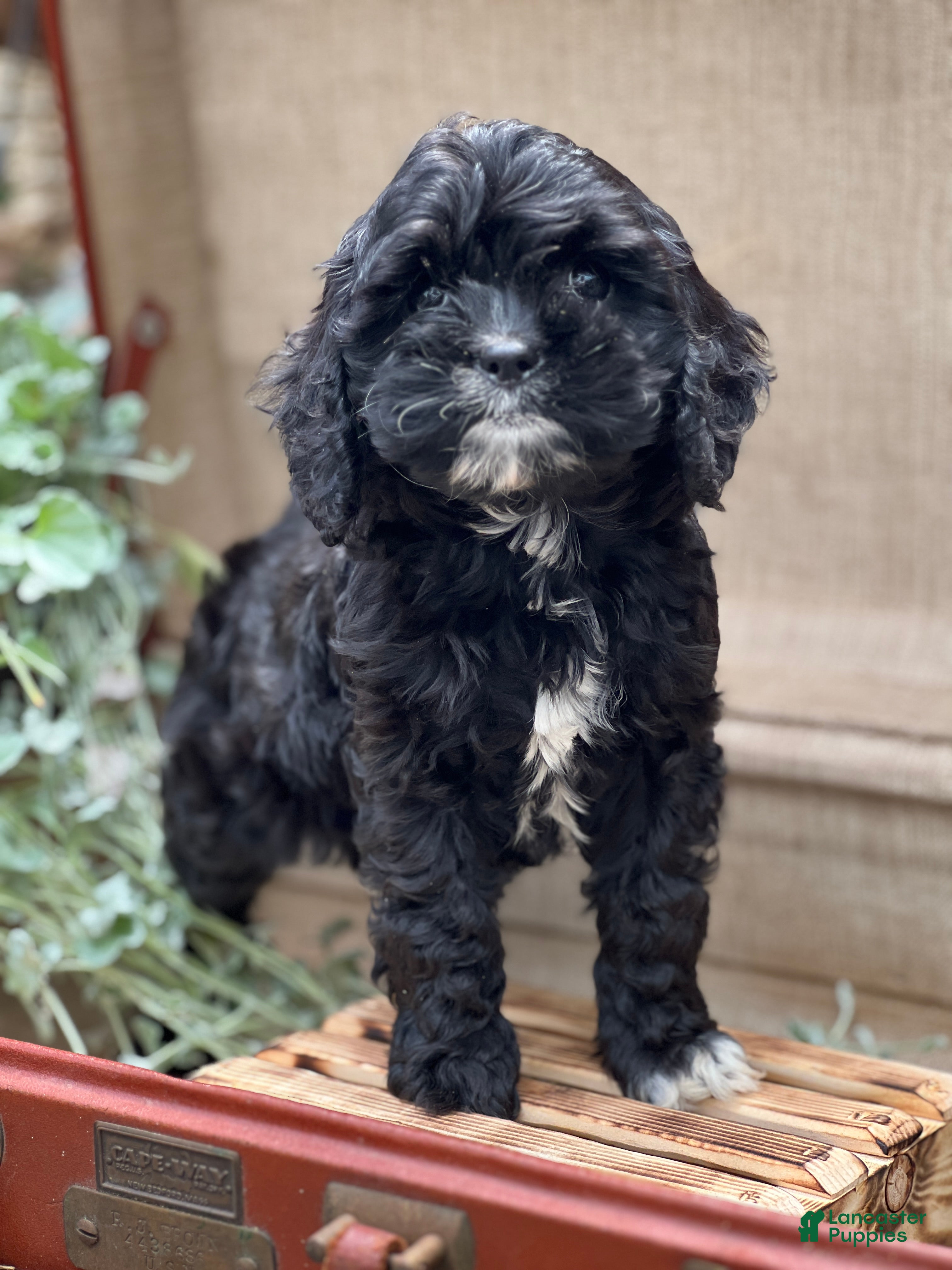 Cavapoo dogs Kira - Ad 33