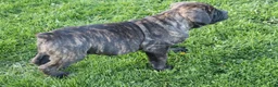 Cane Corso dogs for sale: Brian - Ad 6