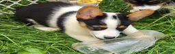 Welsh Corgi Pembroke dogs for sale: Oreo girl  - Ad 20