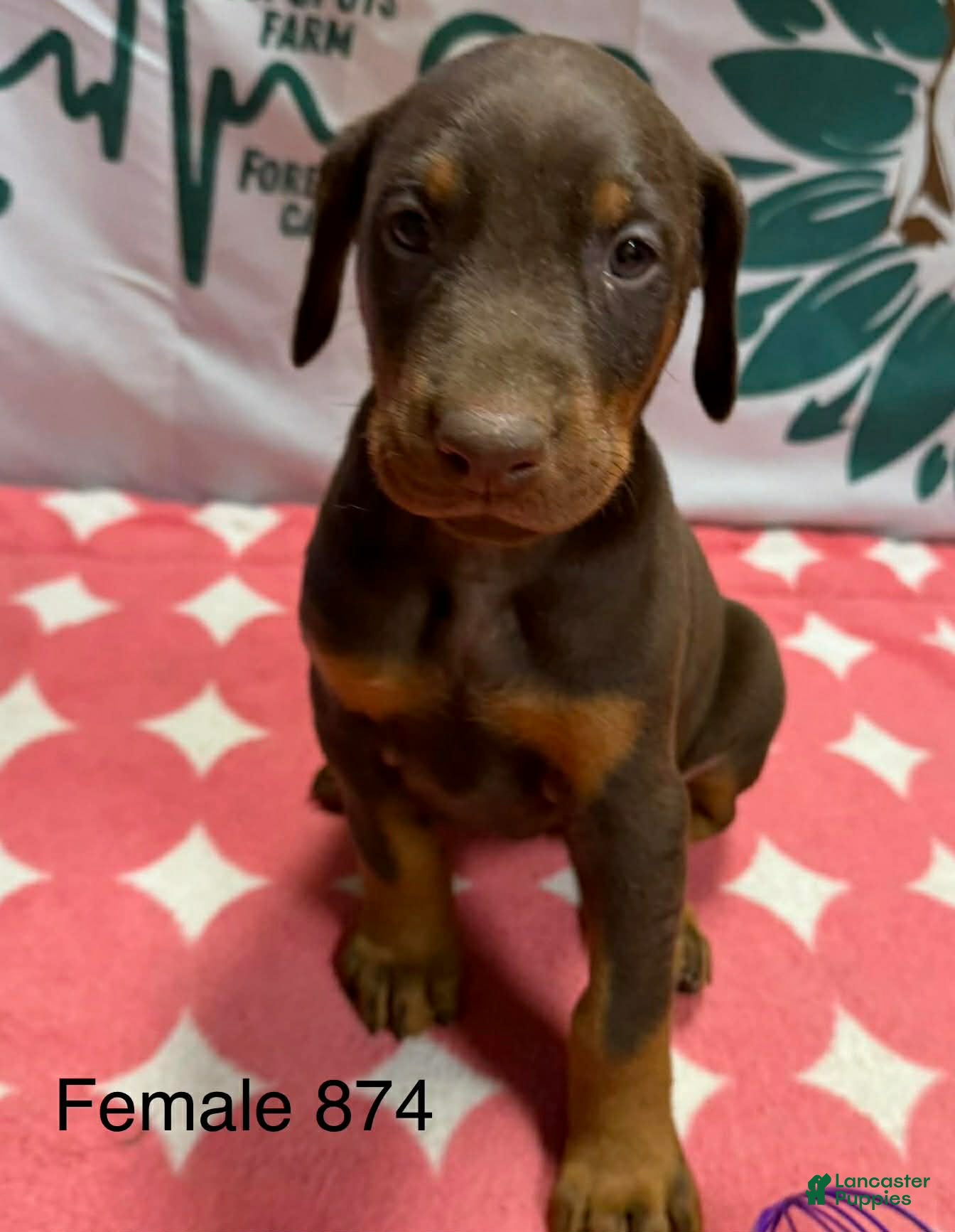 Doberman Pinscher dogs with Ear Crop - Ad 24
