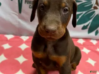 Doberman Pinscher dogs with Ear Crop - Ad 24