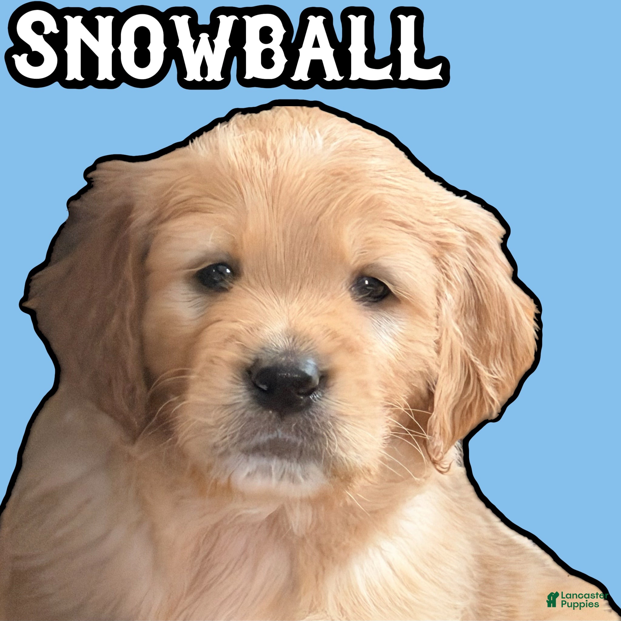 Goldendoodle dogs Snowball - Ad 2