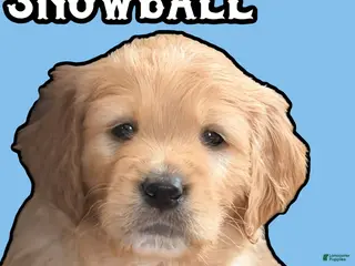 Goldendoodle dogs Snowball - Ad 4