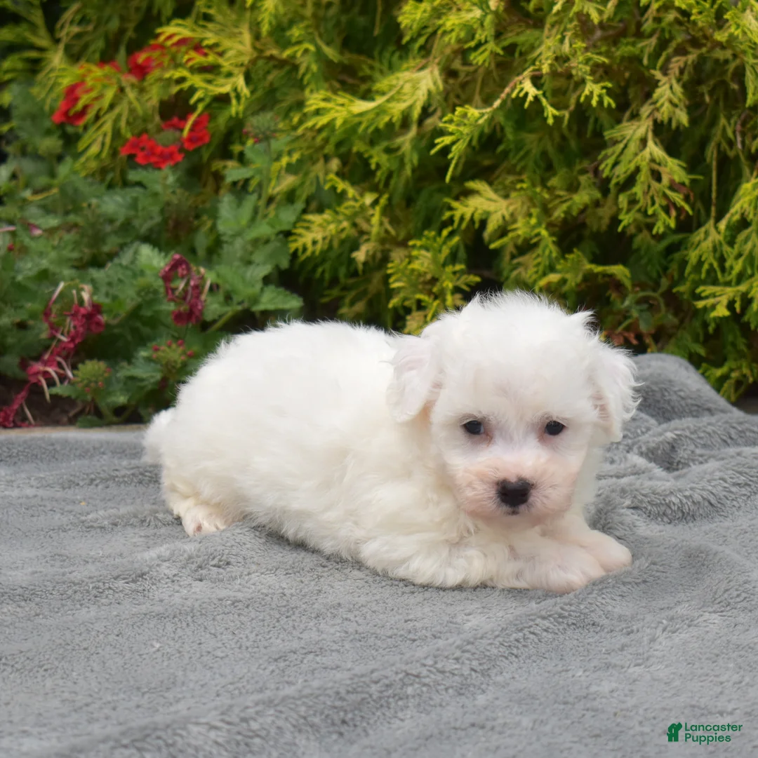 Bichon Frise dogs for sale: Cairo (tiny) - Ad 6
