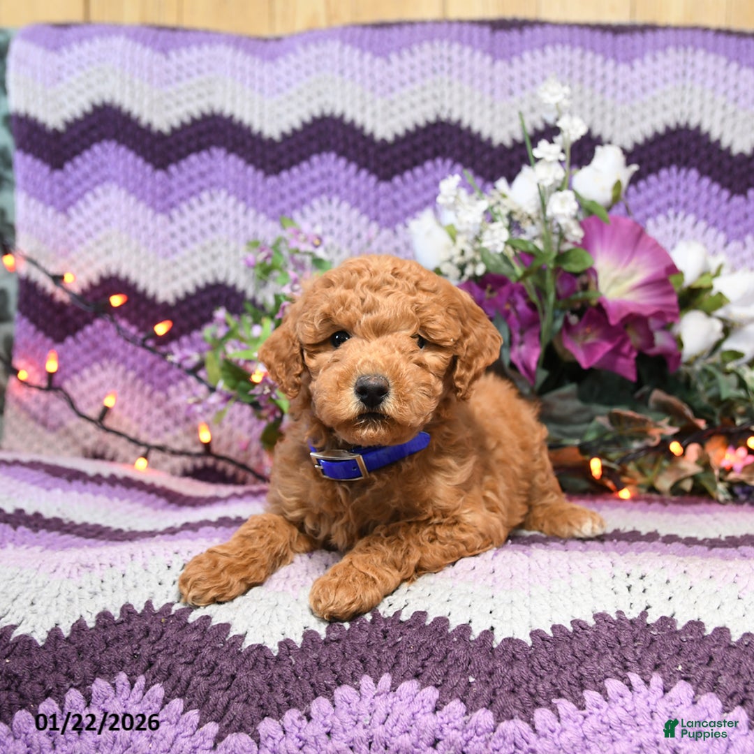 Mini Goldendoodle dogs for sale: Lila  - Ad 3