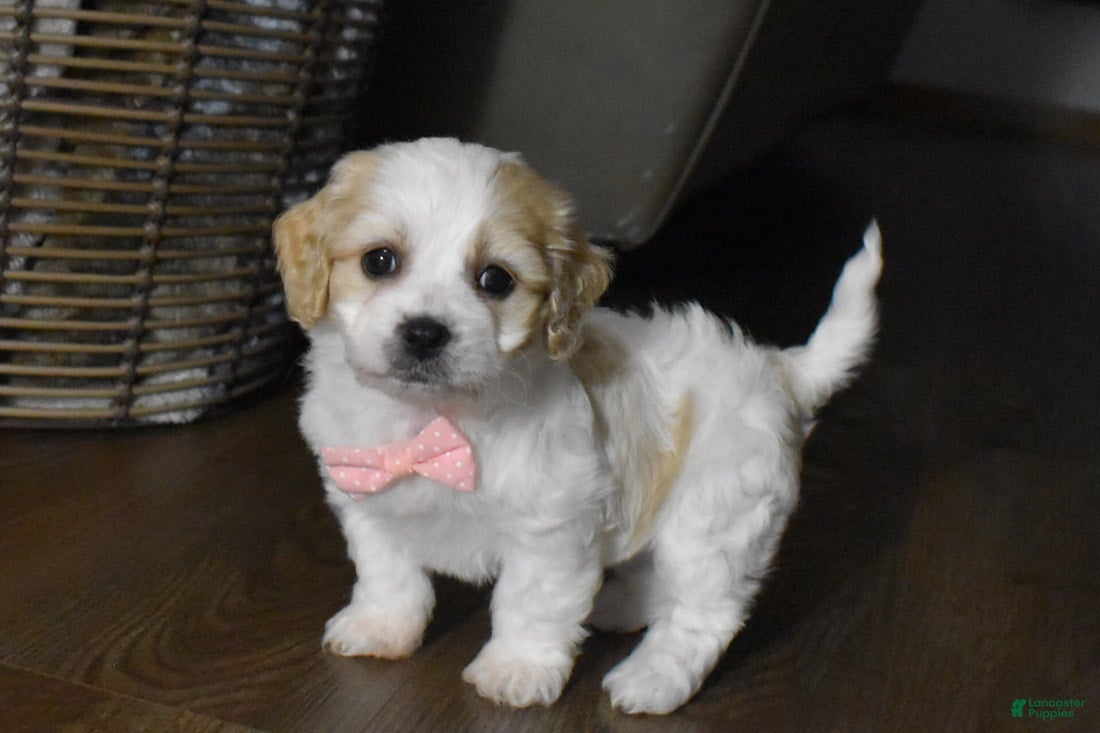 Cavachon dogs Hadley  - Ad 21