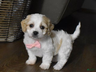 Cavachon dogs Hadley - Ad 32