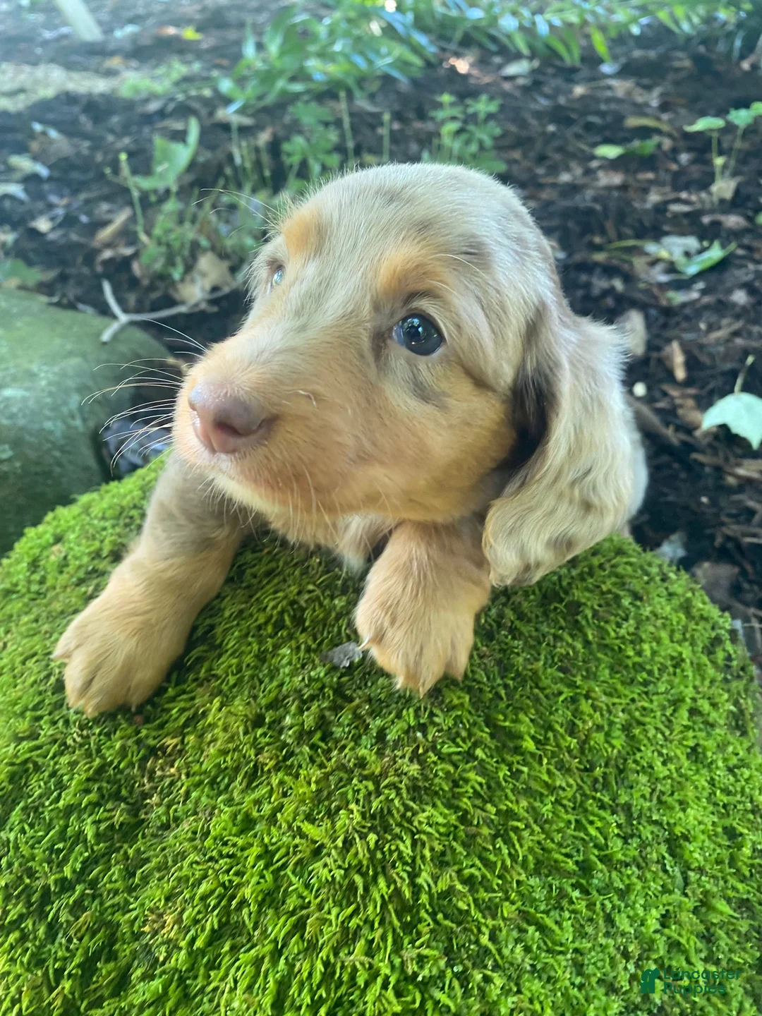 Miniature Dachshund dogs for sale: Jasper - Ad 2