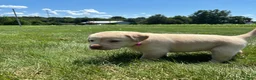 Labrador Retriever dogs for sale: Oakley - Ad 10