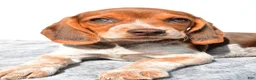 Beagle dogs for sale: Marie - Ad 3
