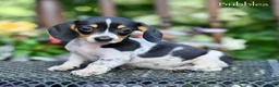 Miniature Dachshund dogs for sale: Bubbles - Ad 2