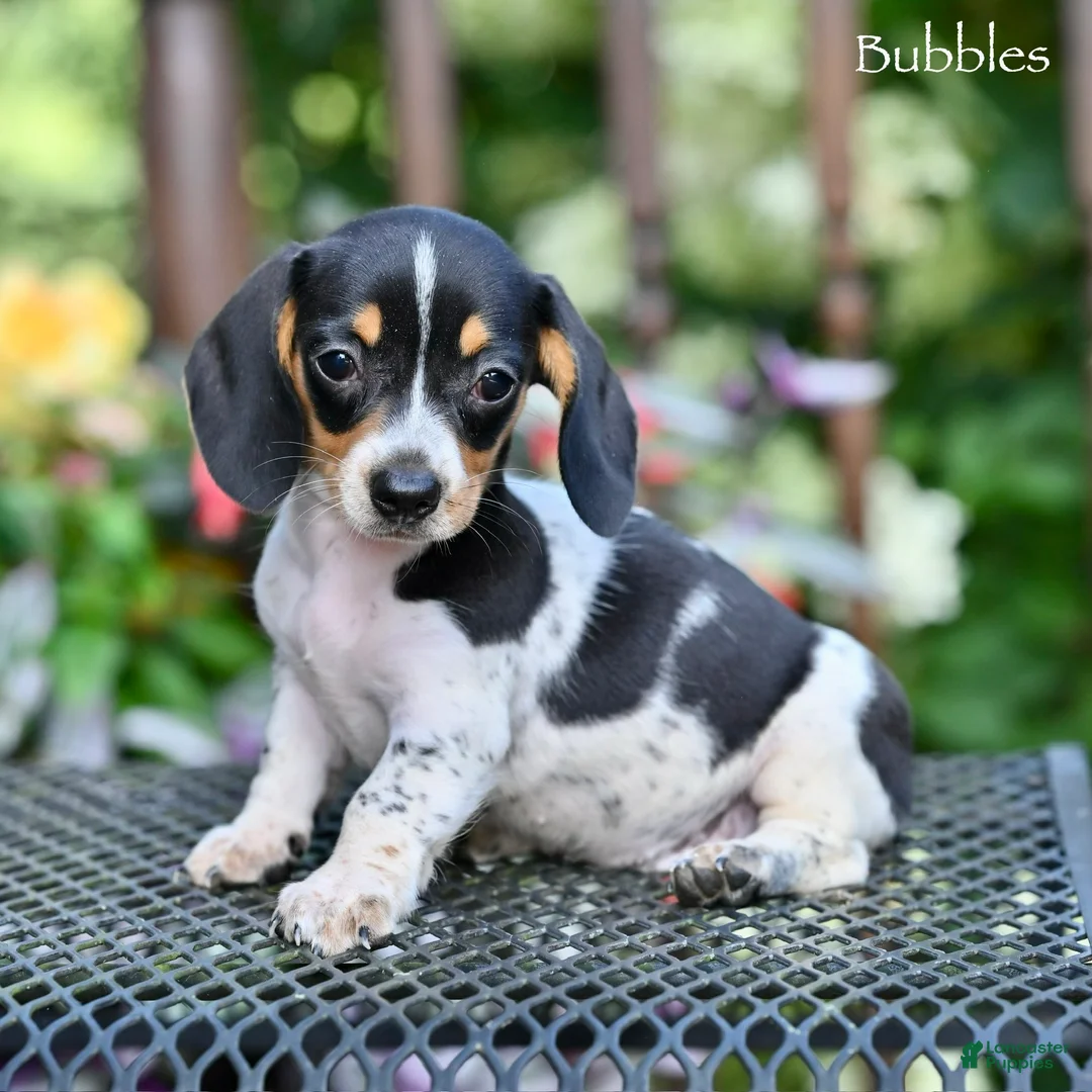 Miniature Dachshund dogs for sale: Bubbles - Ad 2