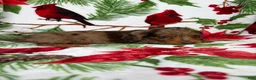 Miniature Dachshund dogs for sale: Lucy - Ad 9