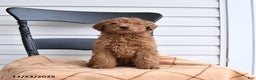 Goldendoodle dogs for sale: Bandit - Ad 3