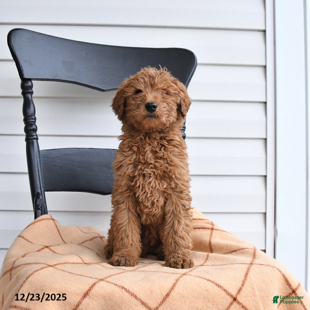 Goldendoodle dogs for sale: Bandit - Ad 3