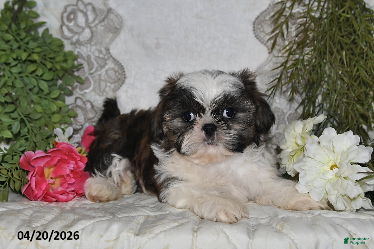 Shih Tzu dogs Royal - Ad 2