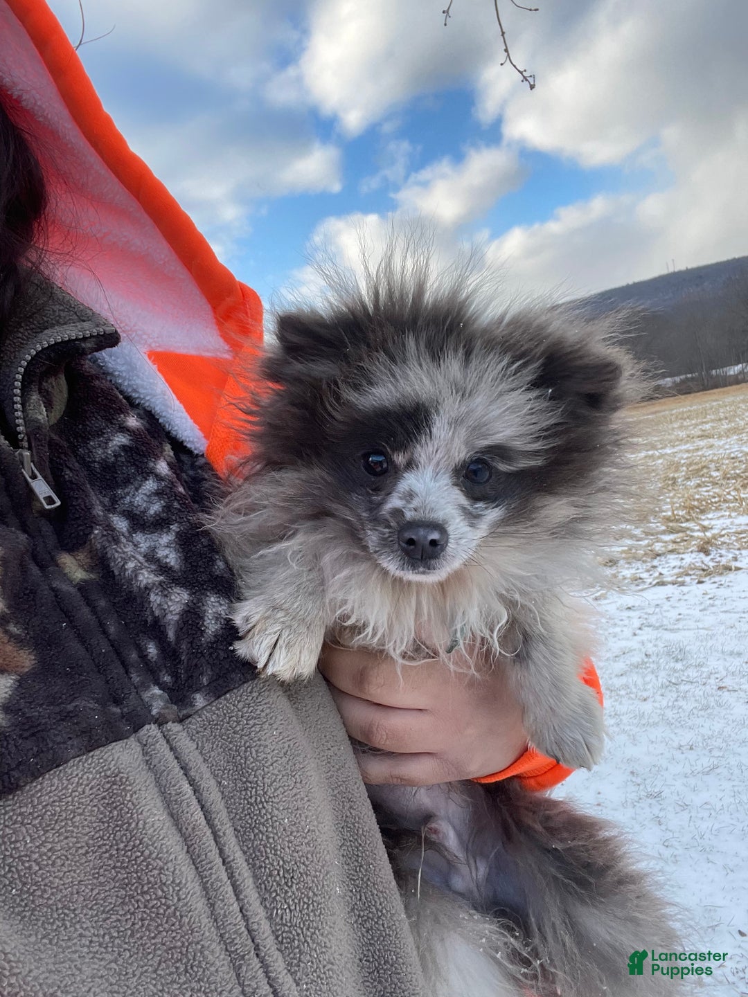 Pomeranian dogs for sale: Pomeranian Puppy 1 - Ad 4