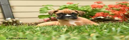 Boxer dogs for sale: Sal T - Ad 4