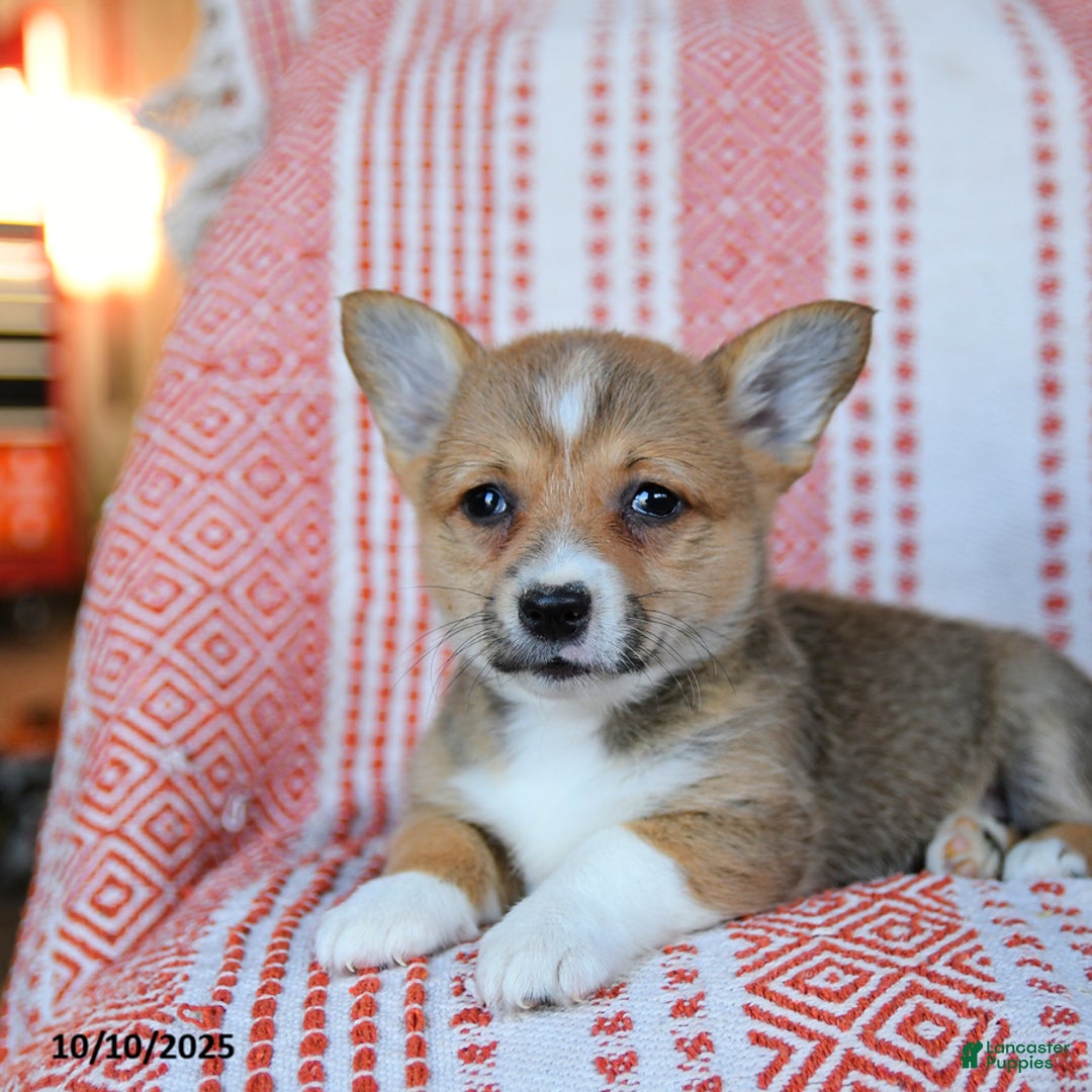Welsh Corgi Pembroke dogs for sale: Sage - Ad 4