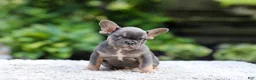 French Bulldog dogs for sale: Elsa - Ad 5
