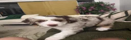 Aussiedoodle dogs for sale: Aussiedoodle 5 - Ad 7