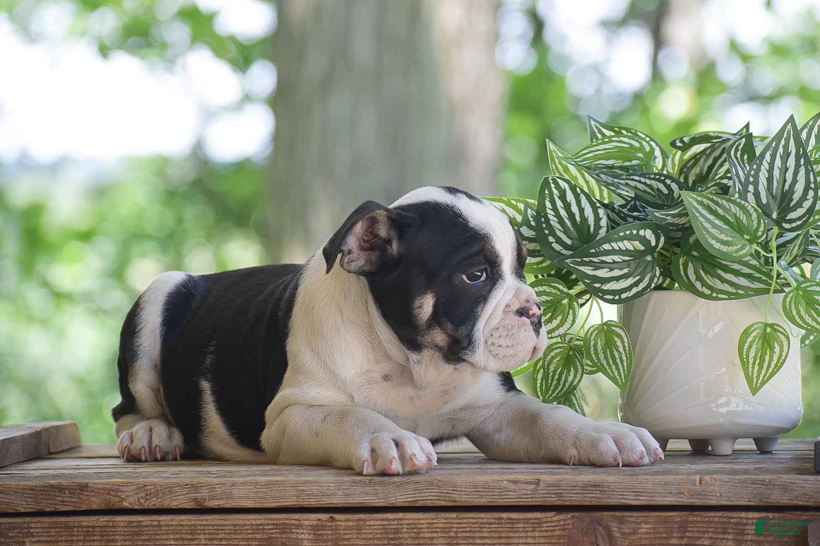 Olde English Bulldogge dogs Anubis - Ad 1