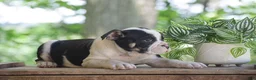 Olde English Bulldogge dogs for sale: Anubis - Ad 4
