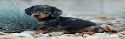 Miniature Dachshund dogs for sale:  Tilly 🎀 - Ad 10