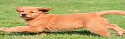Golden Retriever dogs for sale: Charlie - Ad 3
