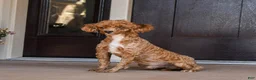 Toy Poodle dogs for sale: Eli - Ad 4
