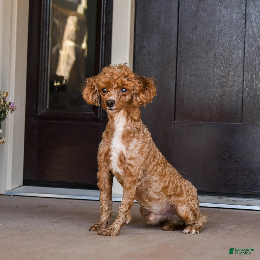 Toy Poodle dogs for sale: Eli - Ad 4