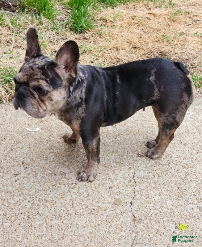 French Bulldog dogs Girl - Ad 1