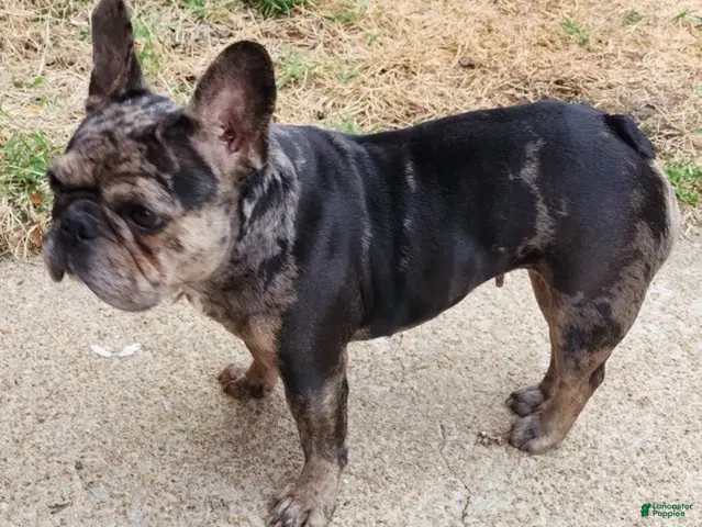 French Bulldog dogs Girl - Ad 1