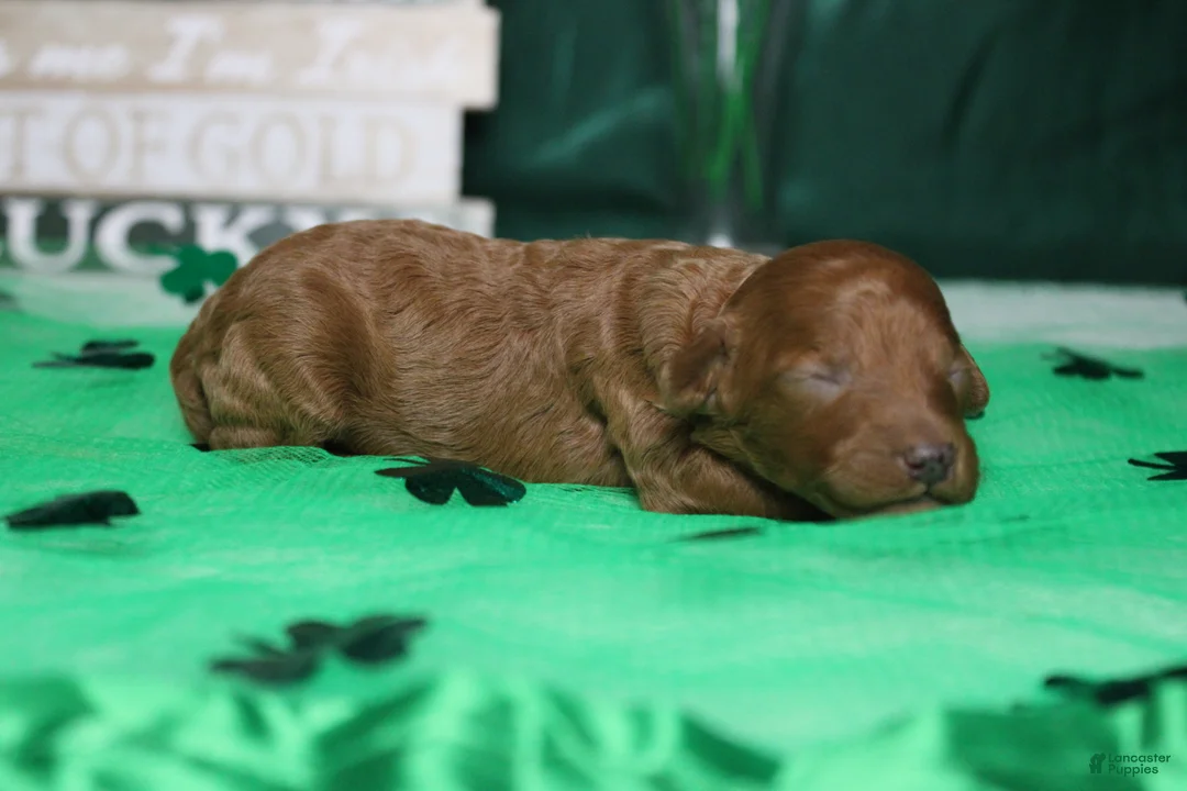 Miniature Poodle dogs for sale: Katie  - Ad 3