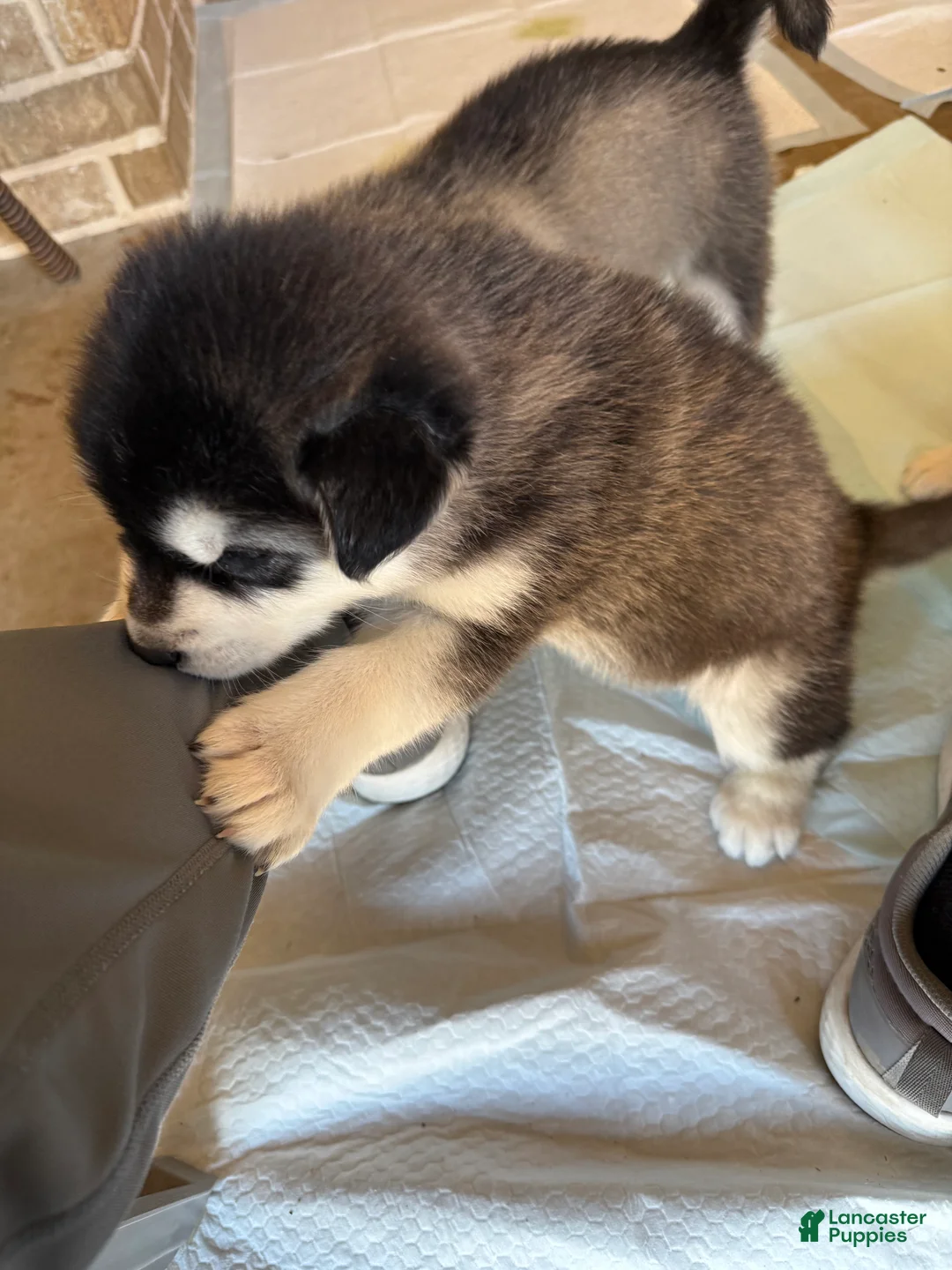 Alaskan Malamute dogs for sale: Alaskan Malamute Puppy 6 - Ad 6