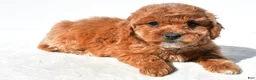 Mini Goldendoodle dogs for sale: Tulip - Ad 6