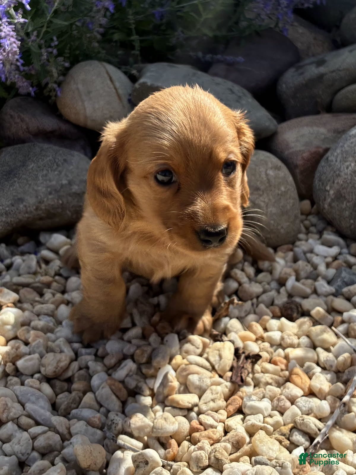 Dachshund dogs Finn - Ad 1