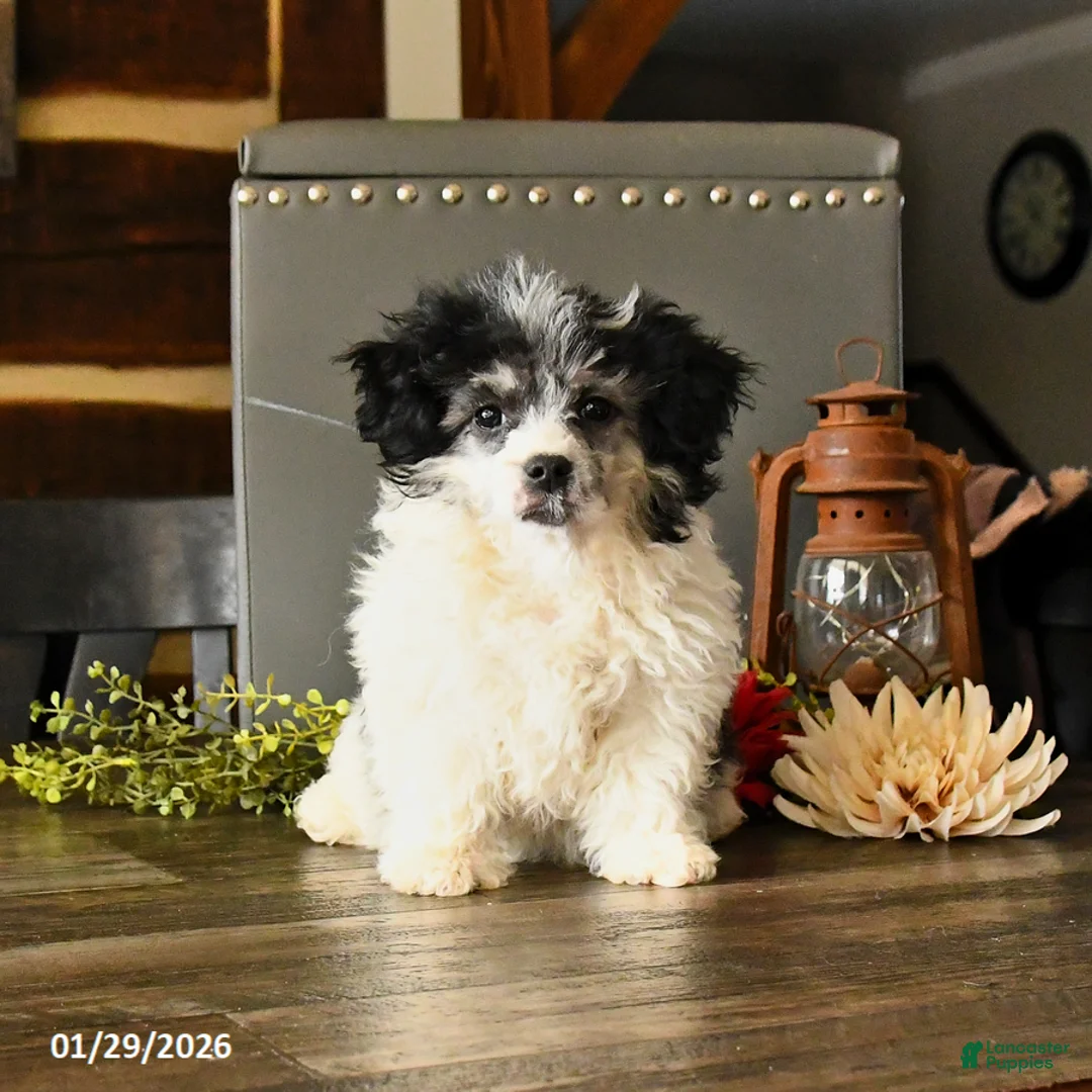 Shihpoo dogs for sale: Grover - Ad 3