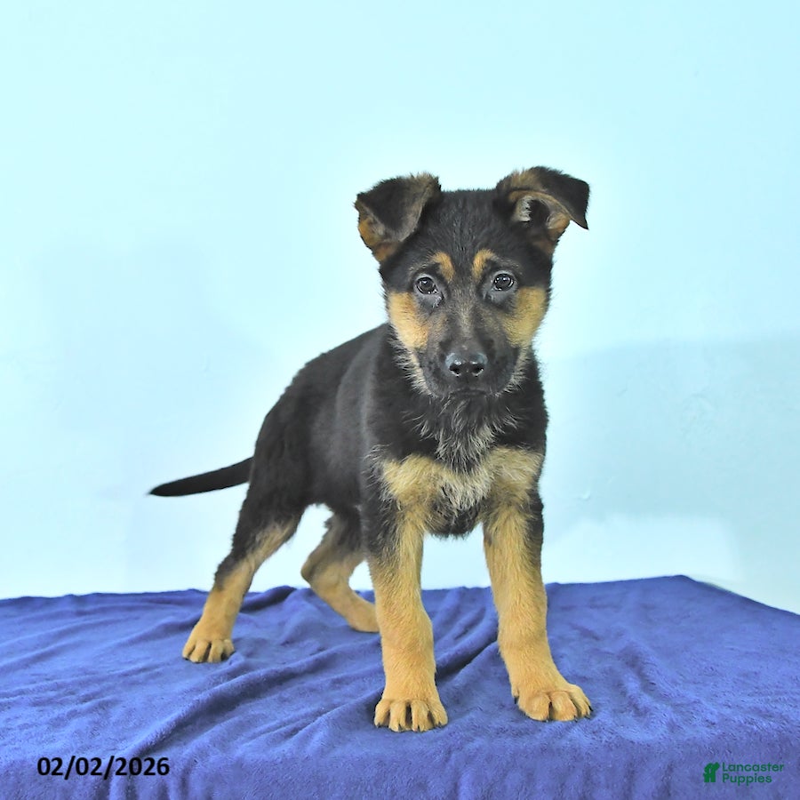 German Shepherd dogs Roger - Ad 2