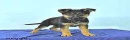 German Shepherd dogs for sale: Roger - Ad 2
