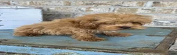 Cavapoo dogs for sale: Apple - Ad 3